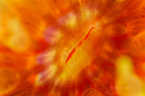 ~ For the Love of Orange ~
Its no mystery that the under... by Geo Cloete 